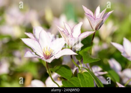 Pale pink flowers with magenta margins of Clematis 'Samaritan Jo' (Evipo075) Stock Photo