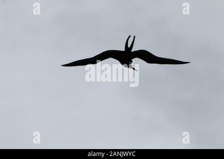 Silhouette of frigate bird Stock Photo