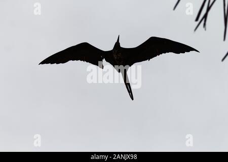 Silhouette of frigate bird Stock Photo