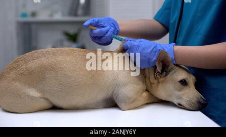 Professional vet doctor injecting dog vaccine, annual pet procedure, health care Stock Photo