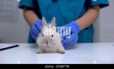 Vet checking rabbit fur for fleas or mites, annual pet healthcare exam, closeup Stock Photo