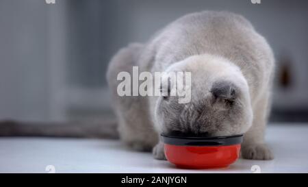 Scottish fold cat eating vitamin tasty food for pet wealth, thick healthy fur Stock Photo