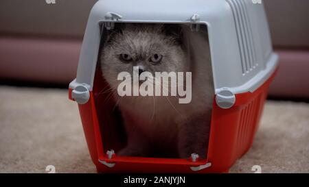 Scared cat sitting in carrier, afraid of new owners and apartment, adoption Stock Photo