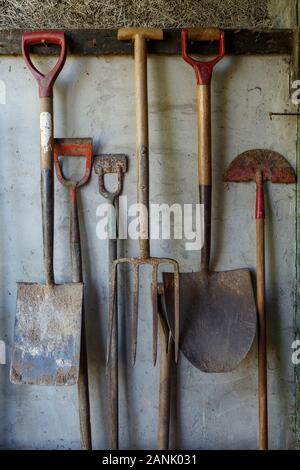 Old gardening tools including spades and forks hanging against an old shed wall Stock Photo