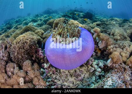 A beautiful Magnificent anemone, Heteractis magnifica, grows on a reef in Komodo National Park, Lesser Sunda Islands, Indonesia, Indo-Pacific Ocean Stock Photo