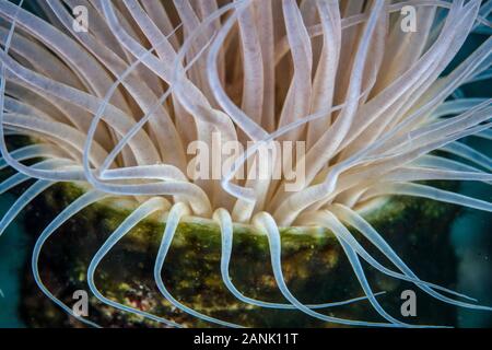 Detail of the tentacles of a tube anemone, Cerianthid sp., growing in a remote part of Papua New Guinea, Indo-Pacific Ocean Stock Photo