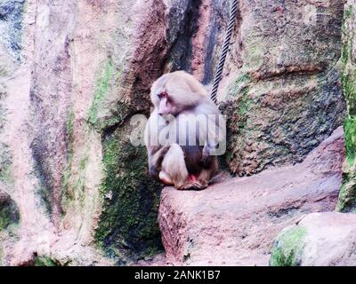 Male sacred Baboon, Papio hamadryas, sitting on a ledge Stock Photo