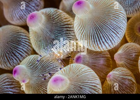 An anemone shrimp, Periclimenes sp., crawls among the tentacles of its host anemone in Komodo National Park, Lesser Sunda Islands, Indonesia, Indo-Pac Stock Photo