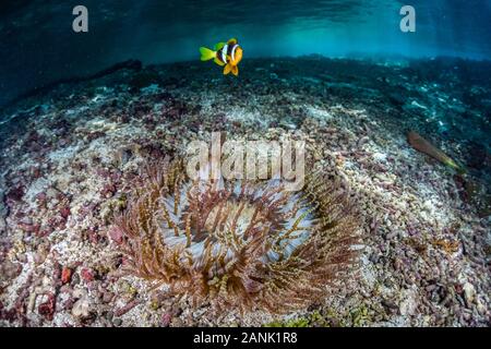 A Clark's anemonefish (Amphiprion clarkii) swims over its host anemone in the Solomon Islands, Indo-Pacific Ocean Stock Photo