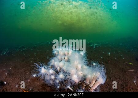 Small white endemic anemones (Entacmaea medusivora) grow on the bottom of a marine lake in Palau, Micronesia, Pacific Ocean.  These anemones feed on t Stock Photo