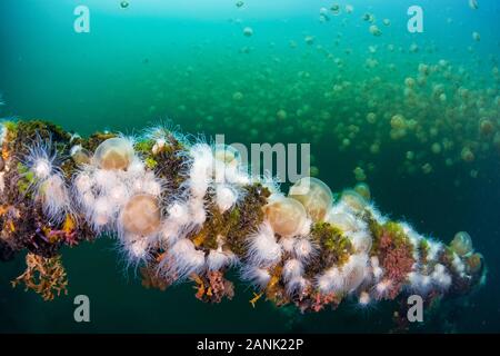 Small white endemic anemones (Entacmaea medusivora) grow on in an isolated marine lake in Palau, Micronesia, Pacific Ocean.  These anemones feed on th Stock Photo
