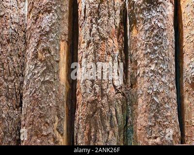 Background of natural wooden vertical old logs with bark Stock Photo