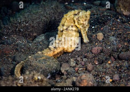 common seahorse, Hippocampus kuda, Komodo National Park, Lesser Sunda Islands, Indonesia, Indo-Pacific Ocean Stock Photo