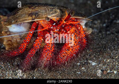 white-spotted hermit crab, Dardanus megistos, crawls across a sandy seafloor at night in Alor, Lesser Sunda Islands, Indonesia, Indo-Pacific Ocean Stock Photo