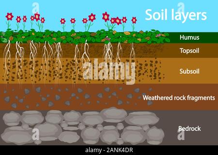 Soil layers. Diagram for layer of soil. Soil layer scheme with grass, roots  and earth texture. Cross section underground soil layers beneath. Vector Stock Vector