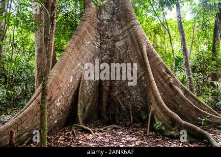 'Samauma' tree trunk, typical of the Amazon region, in the Tapajós National Forest, in the Alter do Chão region, Pará, northern Brazil Stock Photo