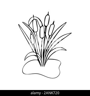 Bulrush illustration in doodle style. Black and white. A plant near the swamp. Spring Summer Concept Stock Vector