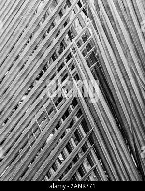 Abstract geometric pattern fromed by palm fronds. Stock Photo