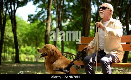 Blind pensioner preparing to stand up from bench, holding guide dog to walk park Stock Photo