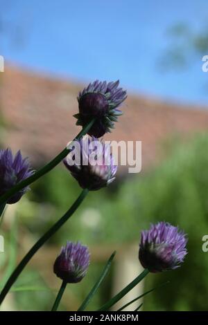 Detail looking upwards from beneath stunning purple flower heads on a healthy chive (Allium schoenoprasum) plant. Tall green tasty leaves and impressi Stock Photo