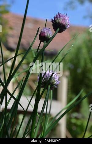 Detail looking upwards from beneath stunning purple flower heads on a healthy chive (Allium schoenoprasum) plant. Tall green tasty leaves and impressi Stock Photo