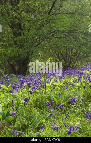 Floor of an English woodland or forest. Green ferns (bracken - Pteridium aquilinum) unfurling in sunlight; blue common bluebells (hyacinthoides non-sc Stock Photo