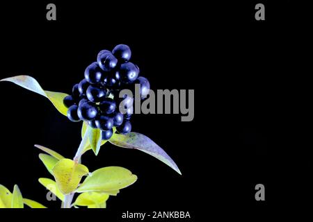Branch with wild privet berries in front of black background Stock Photo