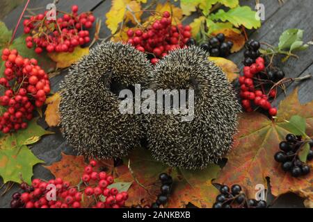 Two hedgehogs rolled up into ball with autumn leaves and Berrys Stock Photo