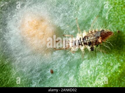 Lacewing larva feeding on spider eggs Stock Photo