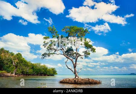 Mangrove tree, low tide, Port Dickson Stock Photo