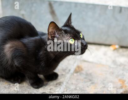 A stray short haired black cat with yellow green eyes sits on pavement in Kotor, Montenegro, the 'City of Cats'. Stock Photo