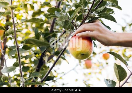 Female hand holds beautiful tasty red apple on branch of apple tree in orchard, harvestingfor food ore apple juice. Crop of apples in summer garden Stock Photo