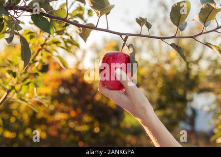 Female hand holds beautiful tasty red apple on branch of apple tree in orchard, harvestingfor food ore apple juice. Crop of apples in summer garden Stock Photo