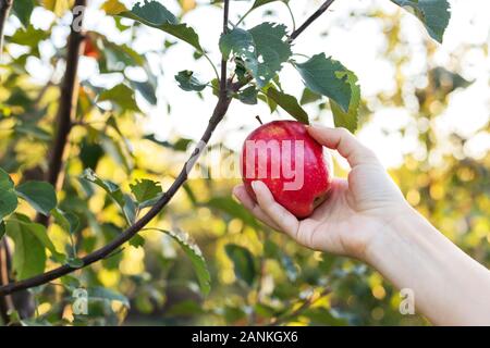 Female hand holds beautiful tasty red apple on branch of apple tree in orchard, harvestingfor food ore apple juice. Crop of apples in summer garden Stock Photo