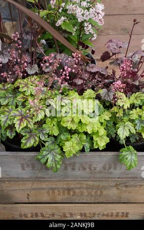 Assorted Heucheras in a wooden crate. Stock Photo