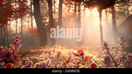 The sun's rays make their way through the leaves of the trees. Barberry branches in frost. Morning autumn frosts, cooling. The first days of winter. Stock Photo