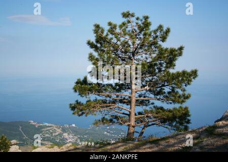 Alpine landscape. Lonely tree on the cliff of a large mountain. Sea view and small town. Stock Photo