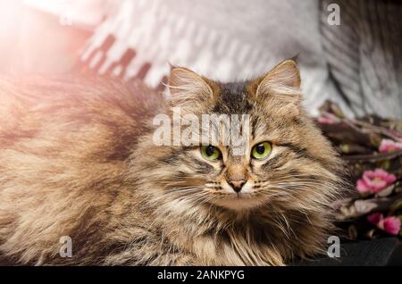 A beautiful fluffy cat is lying on the sofa and looking with green eyes. Stock Photo