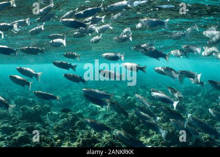Mugil cephalus fish under the surface of the egypt ocean, small fish swarm in the ocean of egypt, underwater photography Stock Photo