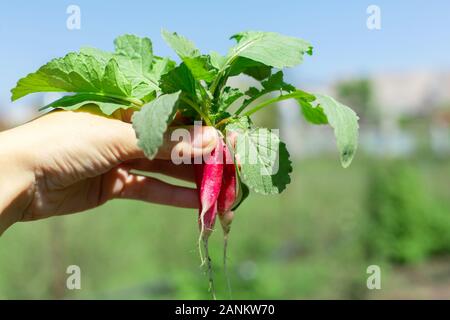 Digging up fresh radish in the garden. Stock Photo