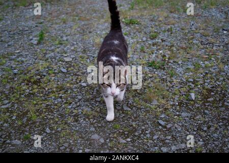 Cute short hair cat walking towards camera on gravel Stock Photo