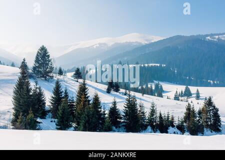 mountainous landscape in wintertime. amazing acenery on a bright sunny day. spruce forest on snow covered rolling hills. beautiful scenery of borzhava Stock Photo