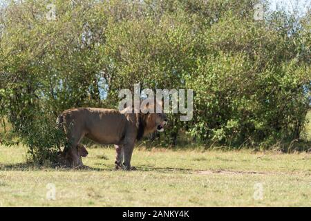 Lions belonging to double cross pride enjoying a fresh kill in the plains of Africa inside Masai Mara National Reserve during a wildlife safari Stock Photo