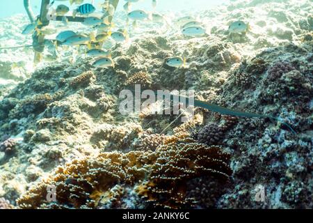 Swarm of Caribbean fish underwater photography, group of tropical fish underwater in egypt marsa alam