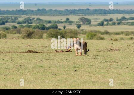 Lions belonging to double cross pride enjoying a fresh kill in the plains of Africa inside Masai Mara National Reserve during a wildlife safari Stock Photo