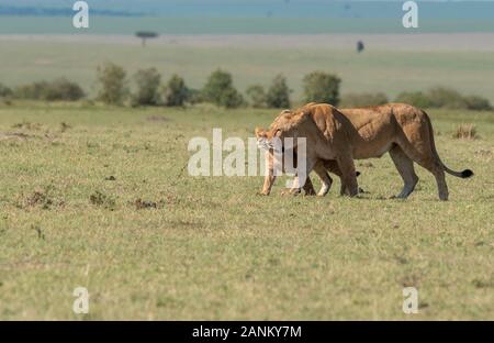 Lions belonging to double cross pride enjoying a fresh kill in the plains of Africa inside Masai Mara National Reserve during a wildlife safari Stock Photo