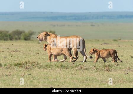 Lions belonging to double cross pride enjoying a fresh kill in the plains of Africa inside Masai Mara National Reserve during a wildlife safari Stock Photo