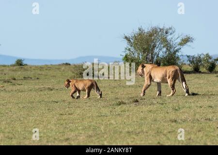 Lions belonging to double cross pride enjoying a fresh kill in the plains of Africa inside Masai Mara National Reserve during a wildlife safari Stock Photo