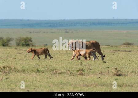 Lions belonging to double cross pride enjoying a fresh kill in the plains of Africa inside Masai Mara National Reserve during a wildlife safari Stock Photo