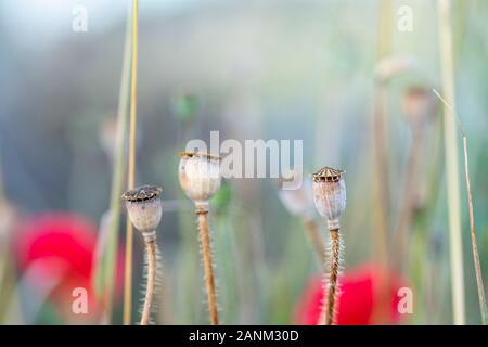 Dry poppy pods on summer meadow on soft blurry background Stock Photo